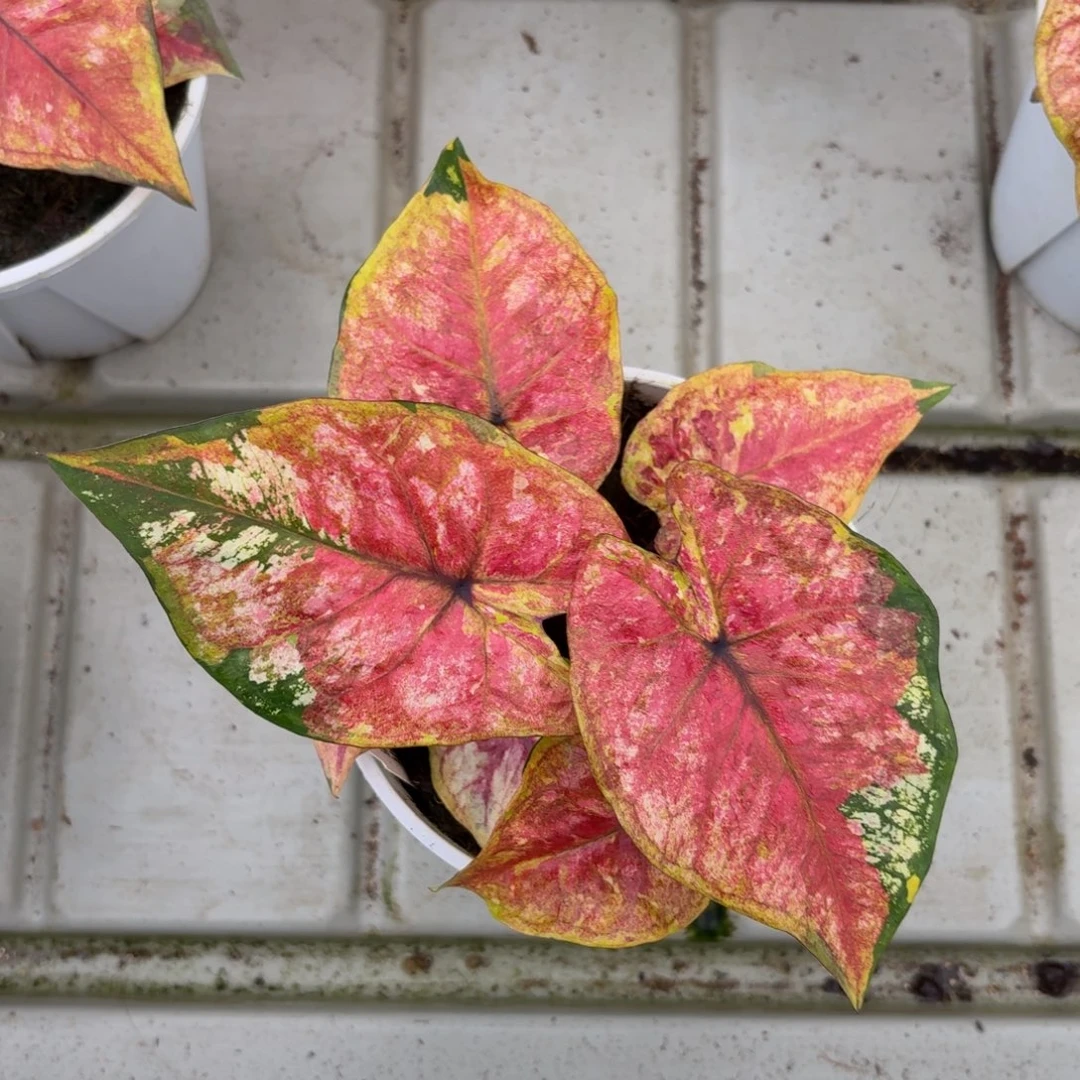 擎天柱泰国彩叶芋68-1223