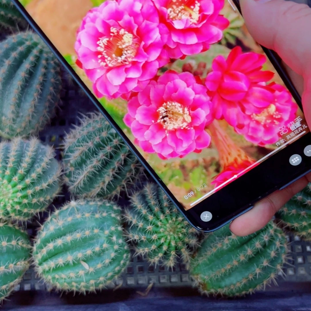 下30彩草牡丹斑点歪无根侧芽4公分左右20包邮