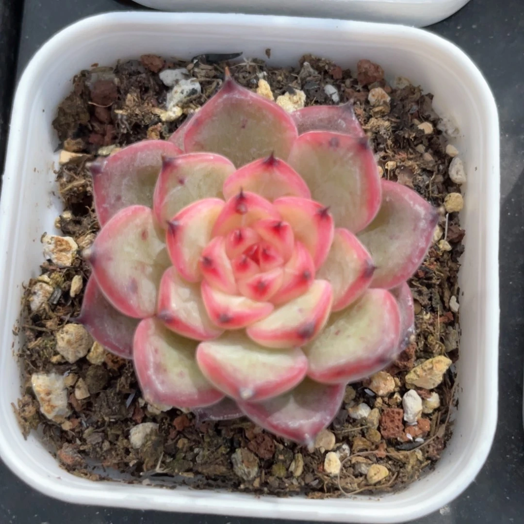 优选珍妮福利1137