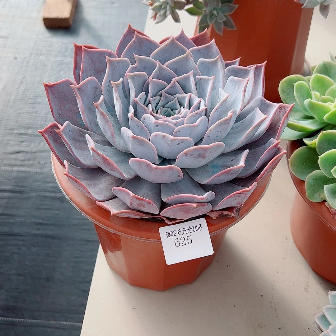 芹***儿625露西娜多肉植物多肉