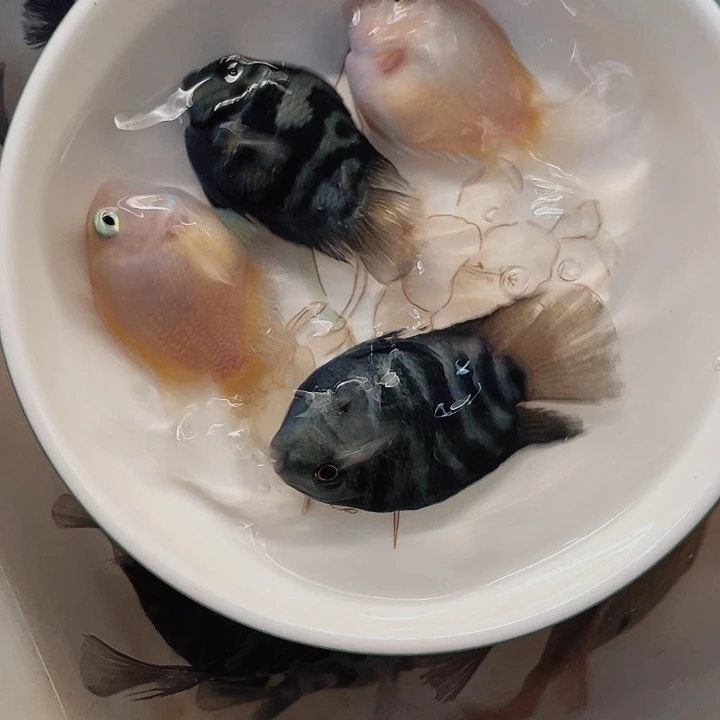 鹦鹉鱼两深两浅（一公三母）