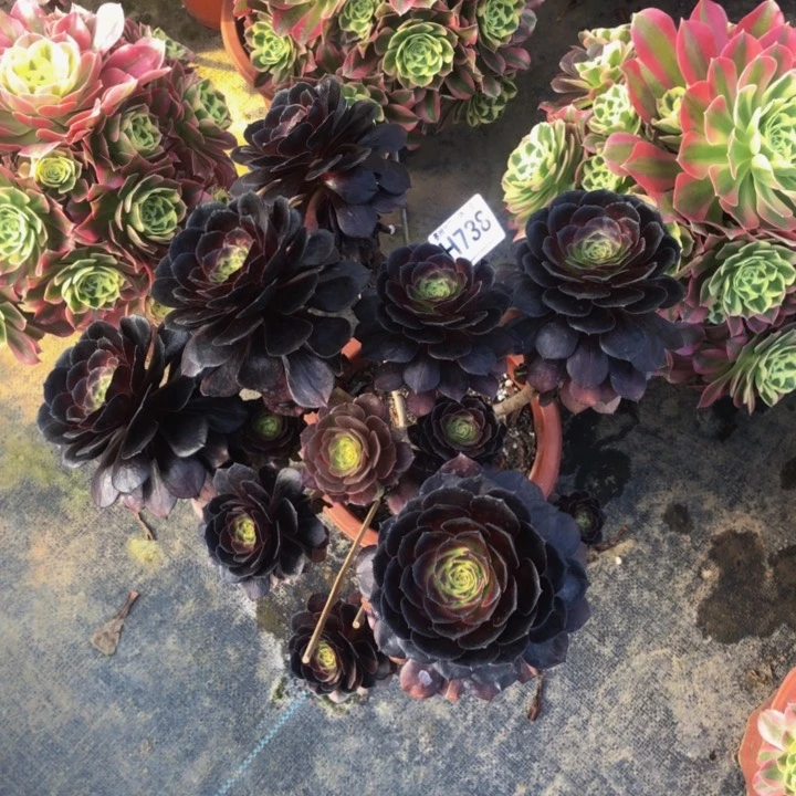 黑多肉738000000000