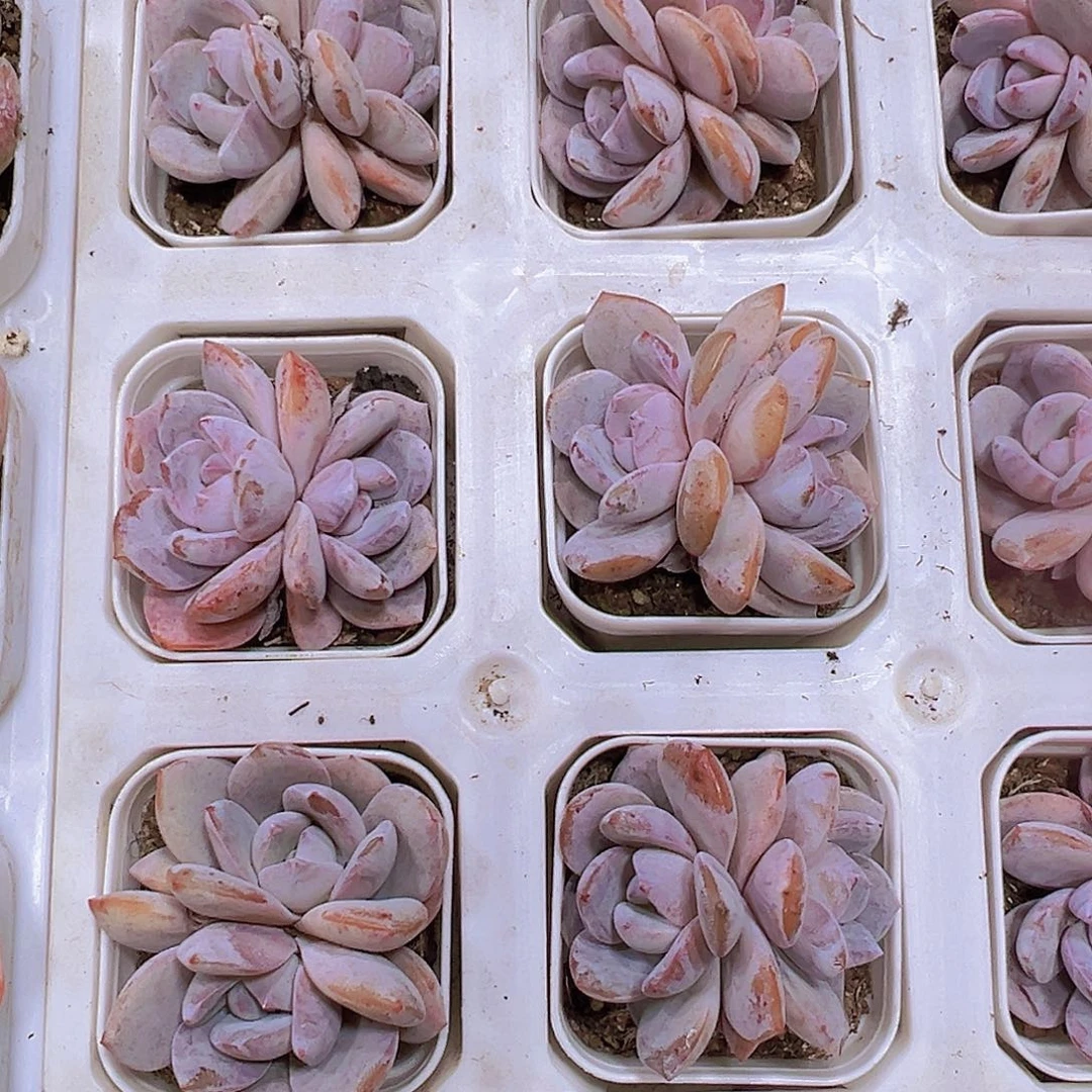 韩版奶茶双头2盆19包邮