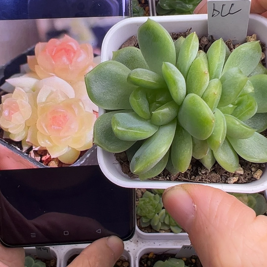 双头碧琉璃。