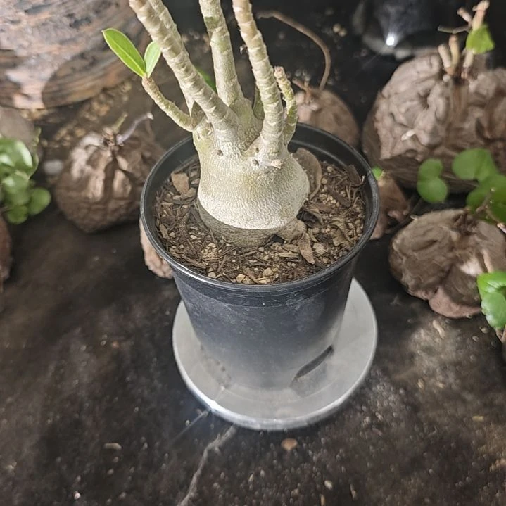 实生仙人球实生仙人球