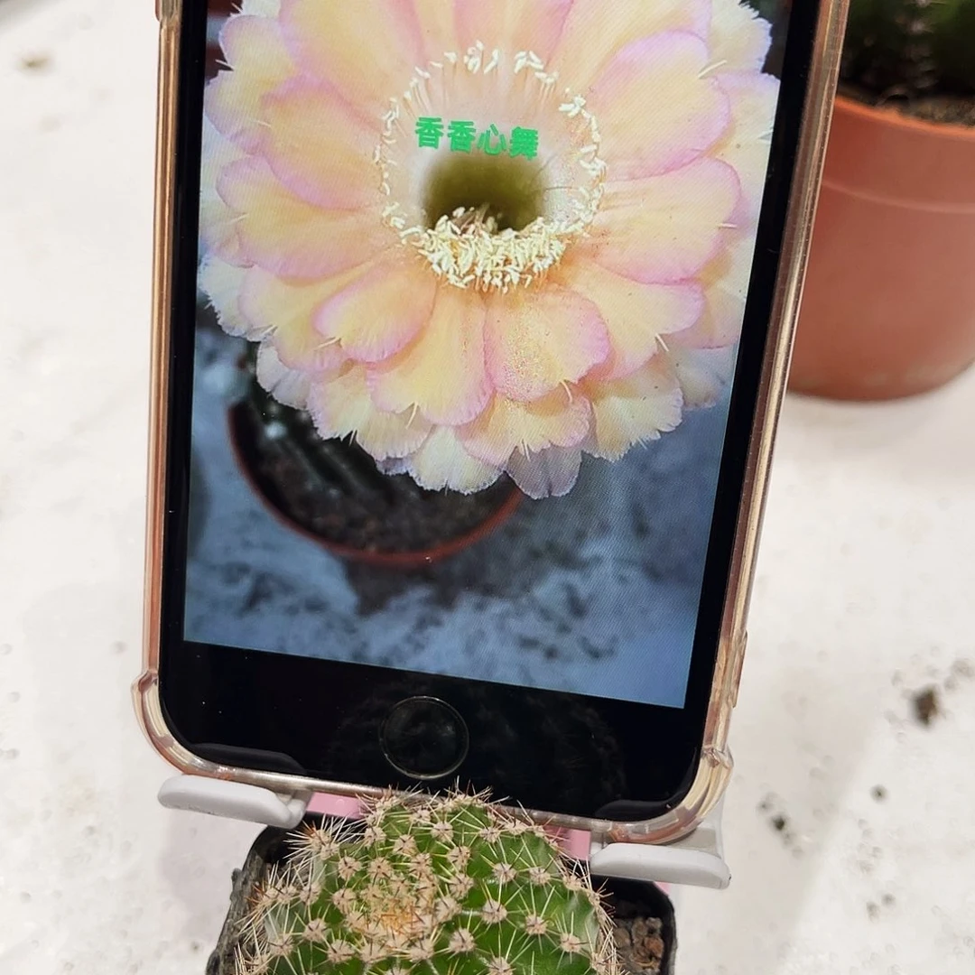 彩草心舞带根3公分左右