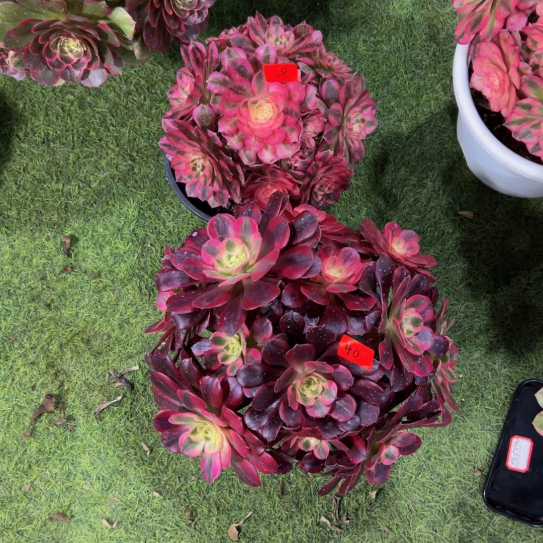 肖*40炖肉植物发货组合