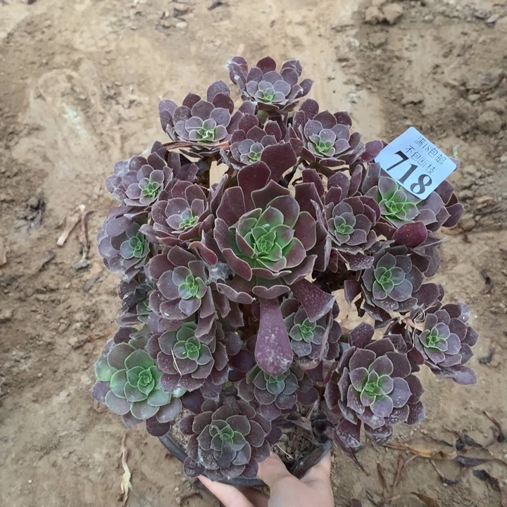 718梅花大手捧1号棚