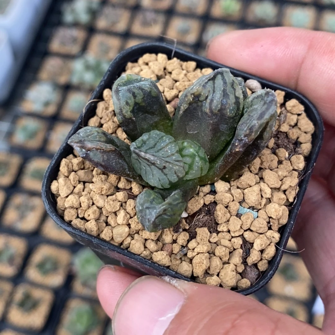 2610 一颗裹杂 高货