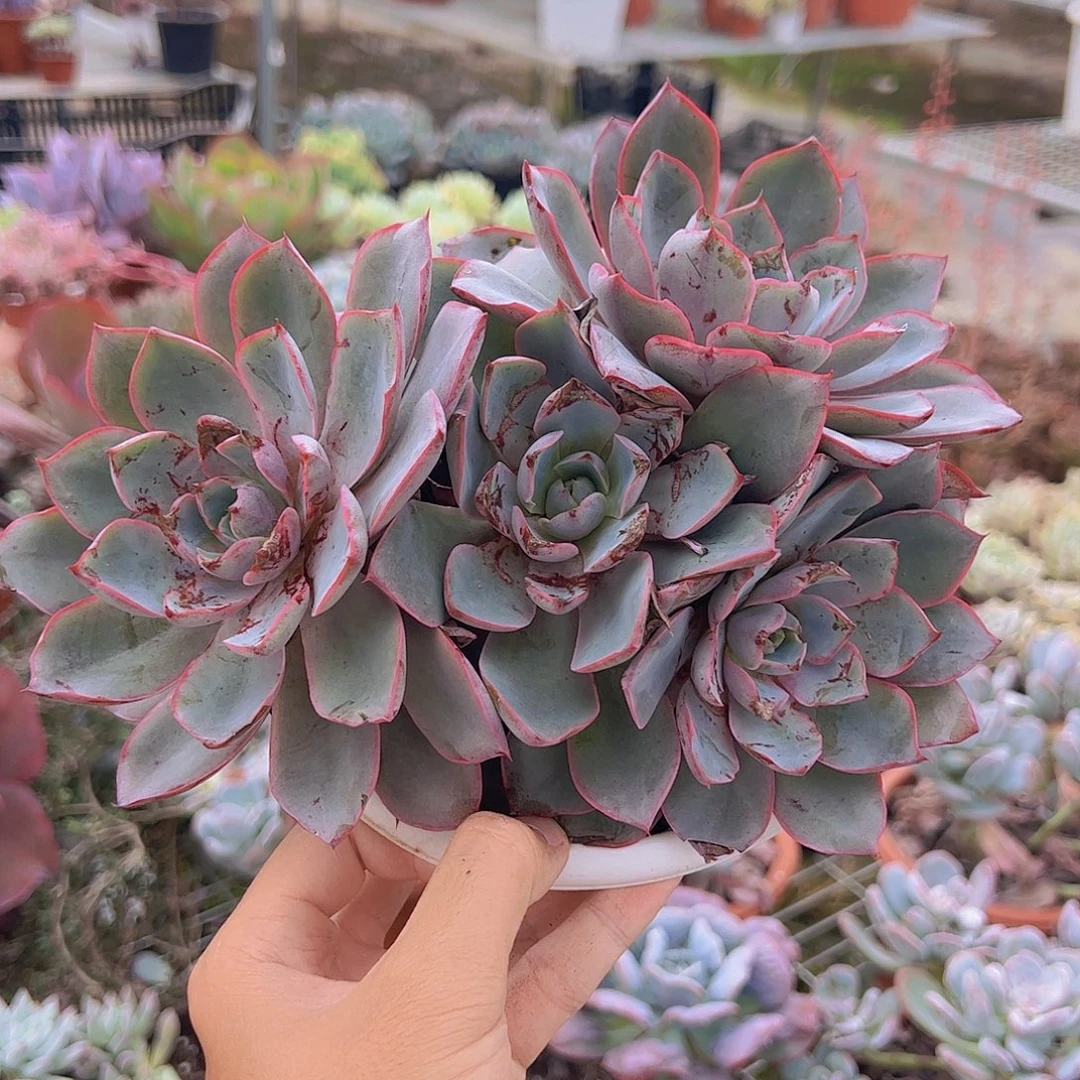 血斑赫拉多头大盆造型精品