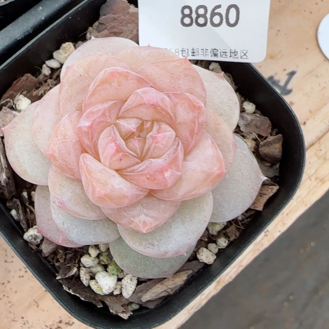 冰奶糖，8860多肉植物