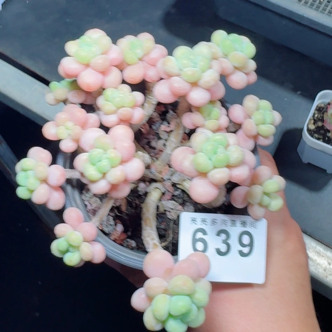 洛可可            精美多肉植物