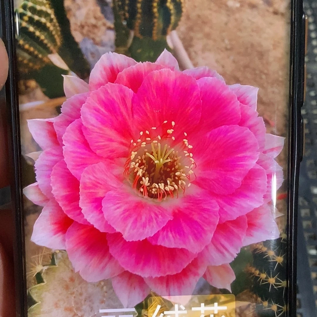 丽 绒花侧芽 歪 20包邮4公分