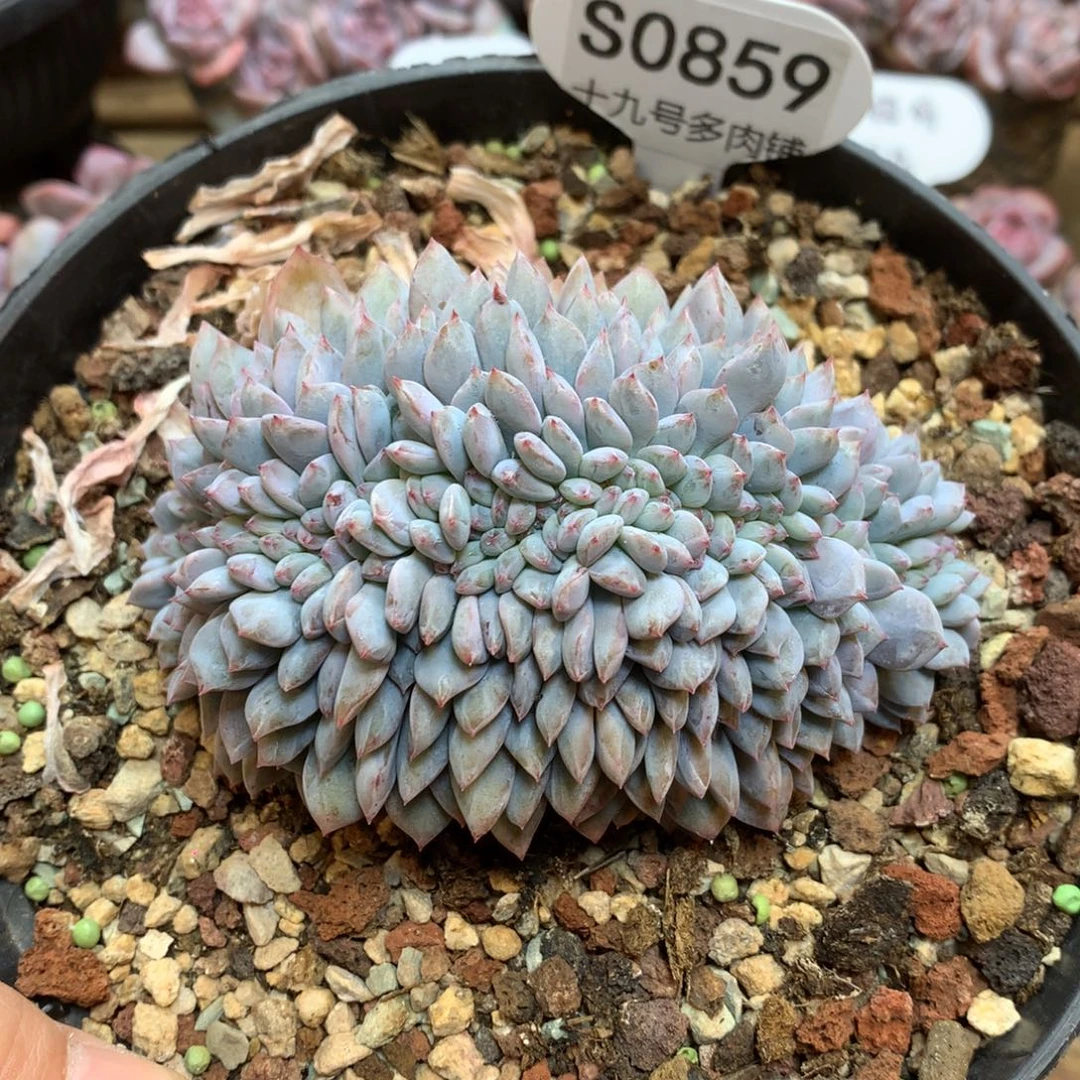 S0859 星影缀 11cm