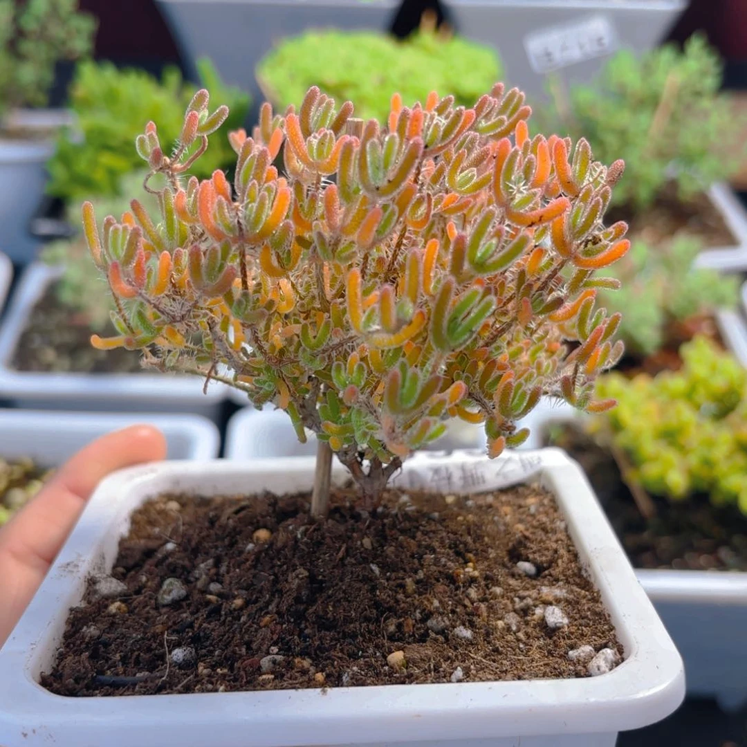 急****里冰橙杂822。