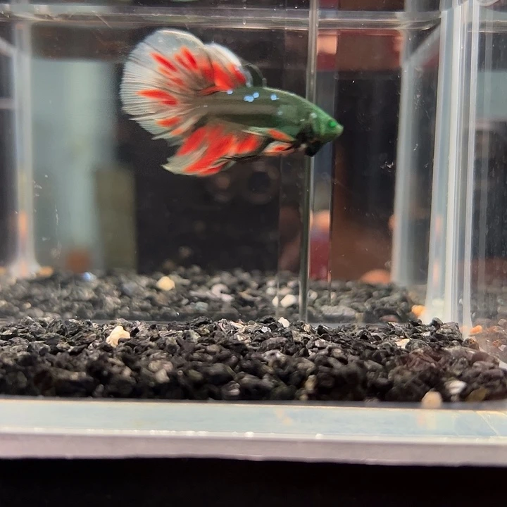 斗鱼一单包邮30日39