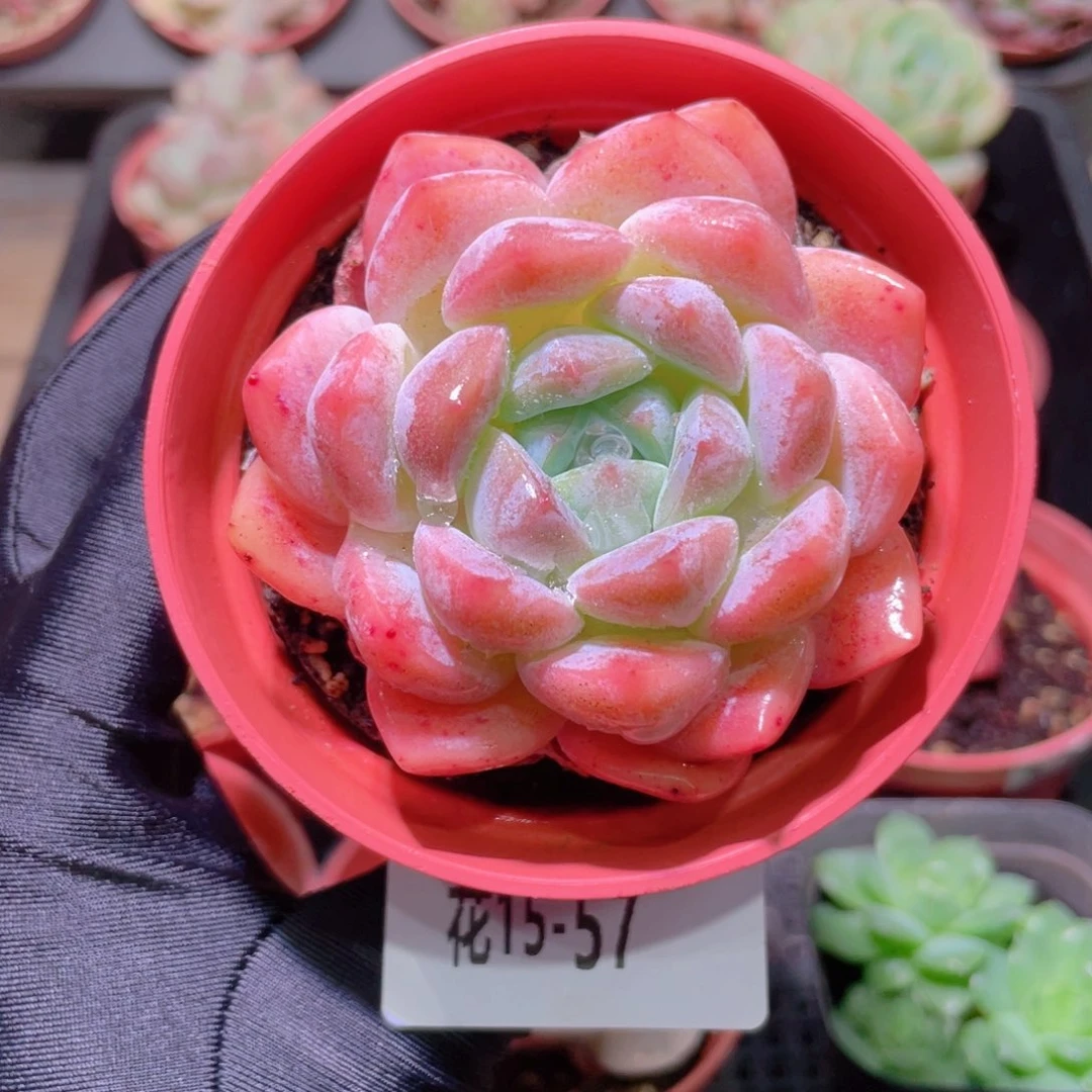 花利美15-57冰糖单头