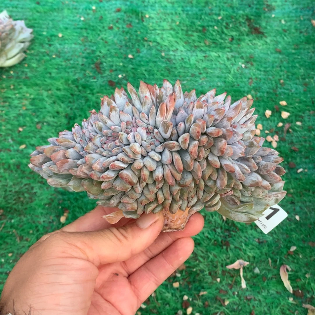 211橙子缀化多肉植物无发根