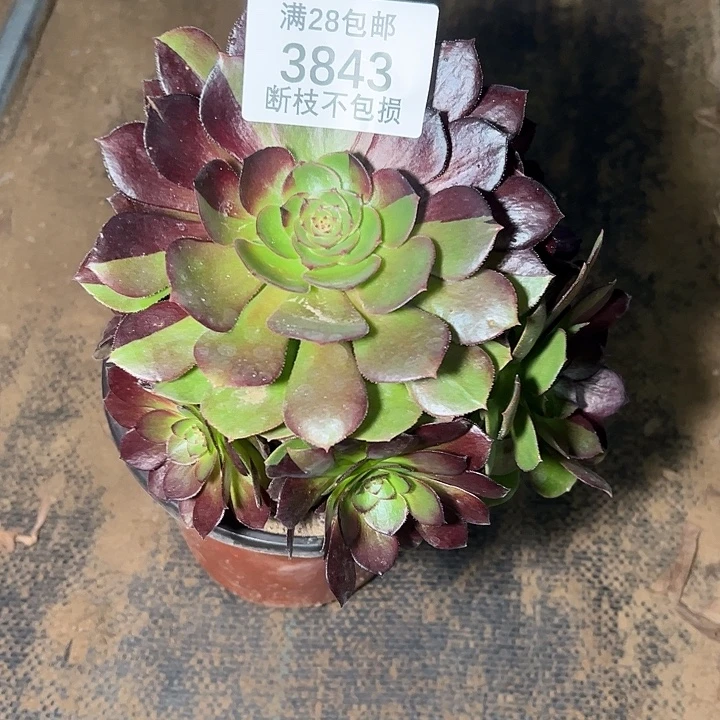 3843黑美人多肉植物