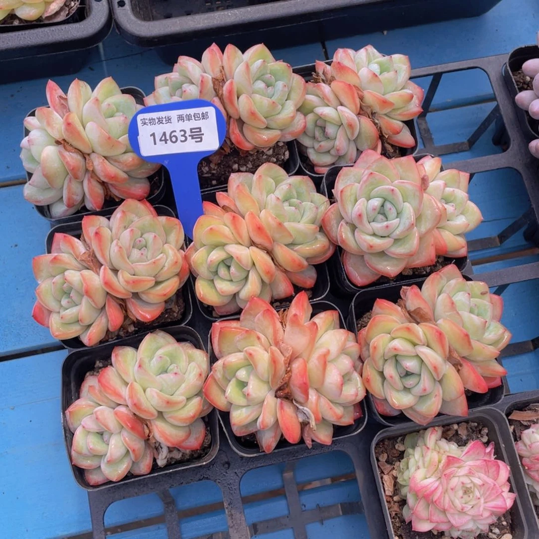 1463号 奶油泡芙双头一个m