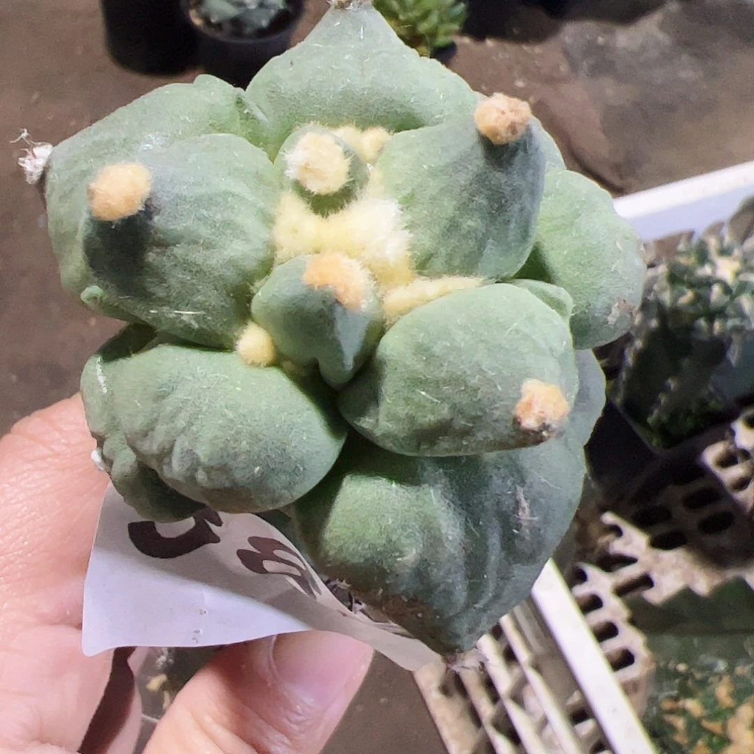 无花朵叉尤青瓷牡丹389