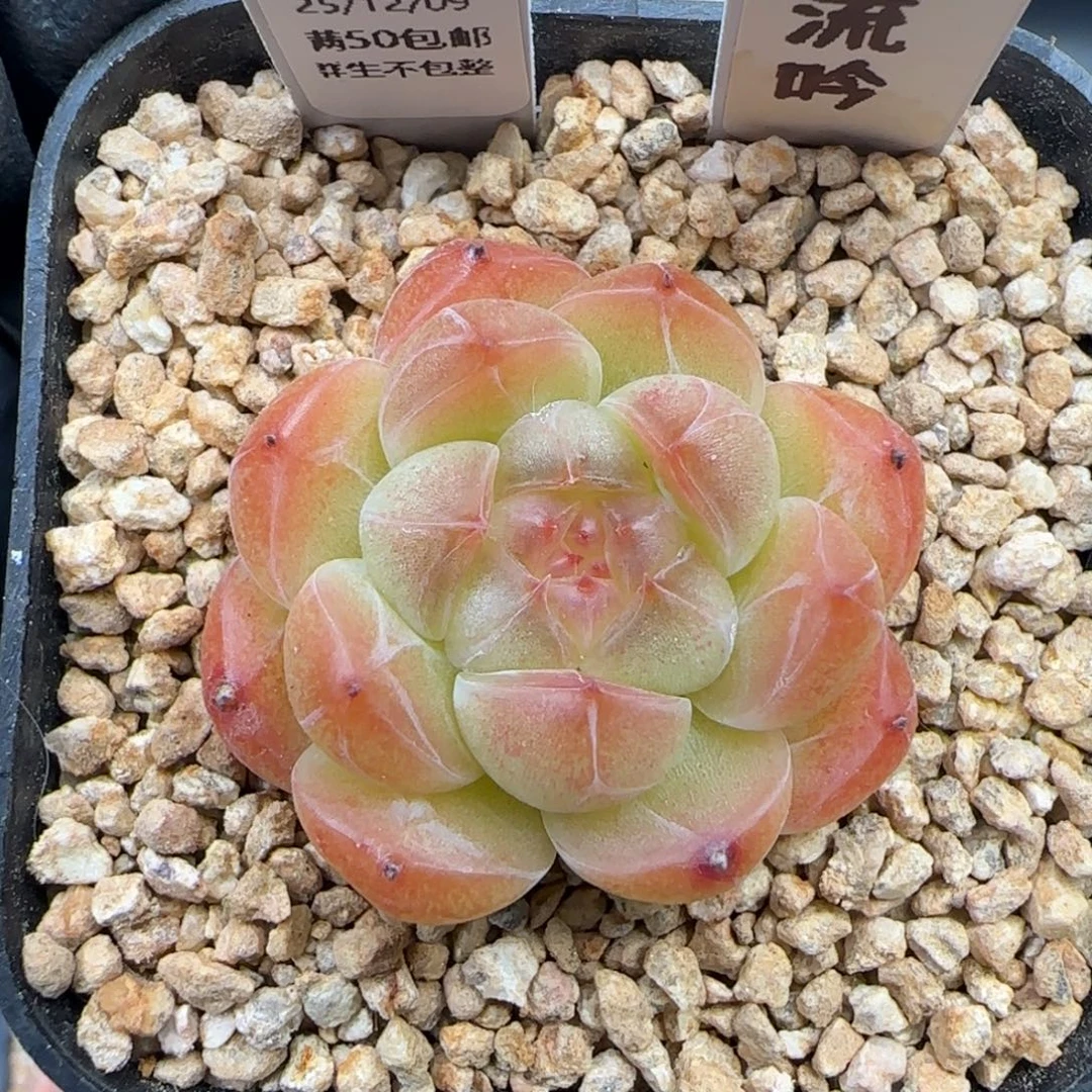 039   流吟   5厘米盆