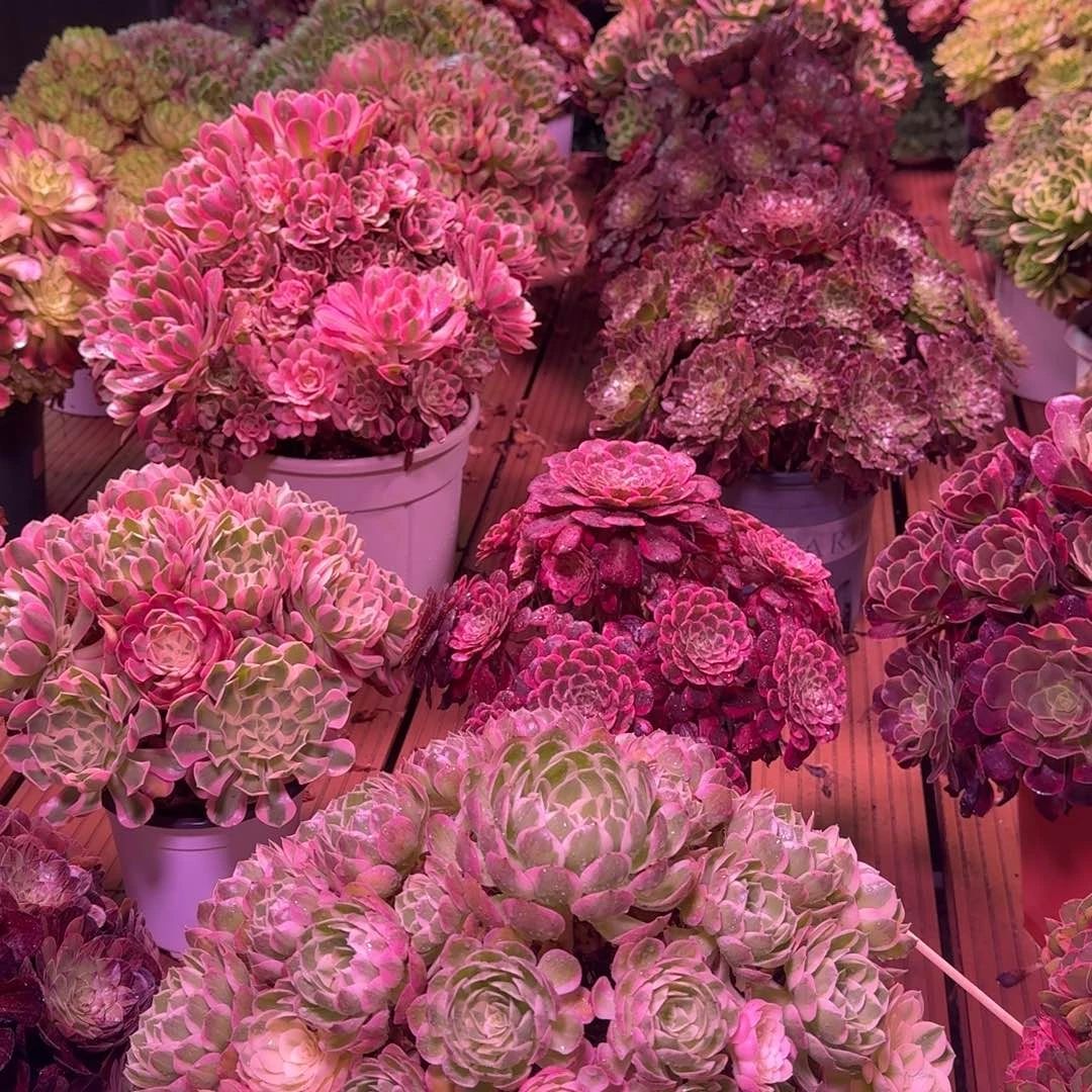 L***R多肉植物法师盆2个