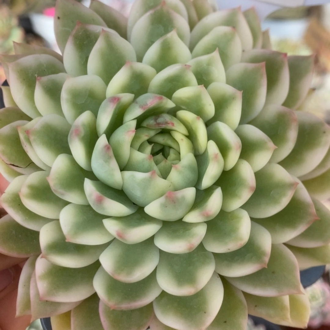 252长岛冰茶锦锦锦锦锦