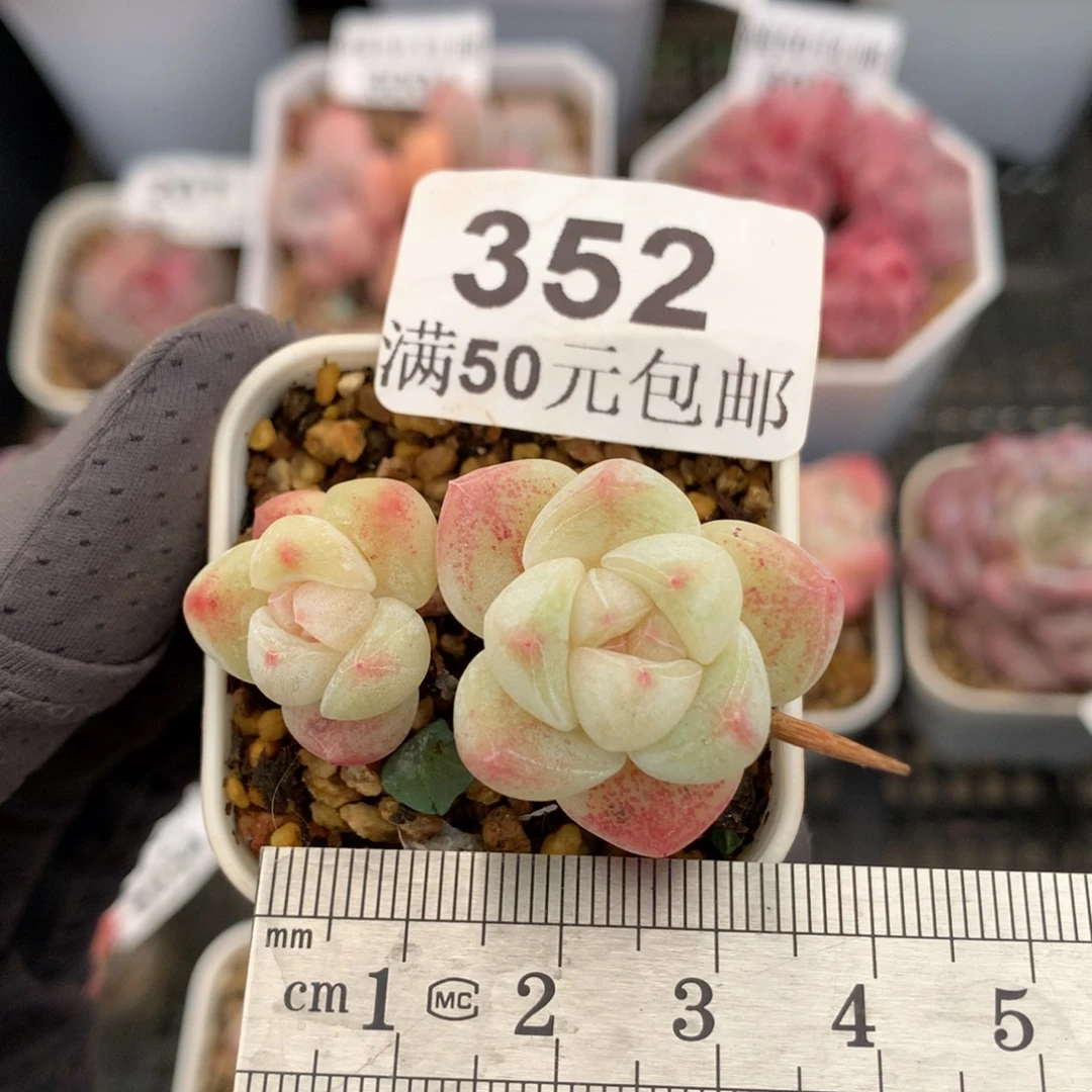 352。双头小腿白底冰玉。