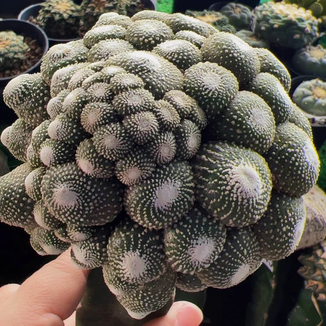 无花朵松露玉群944