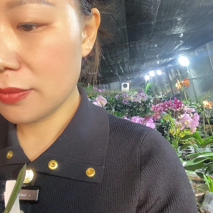 无花朵马和尼蝴蝶兰