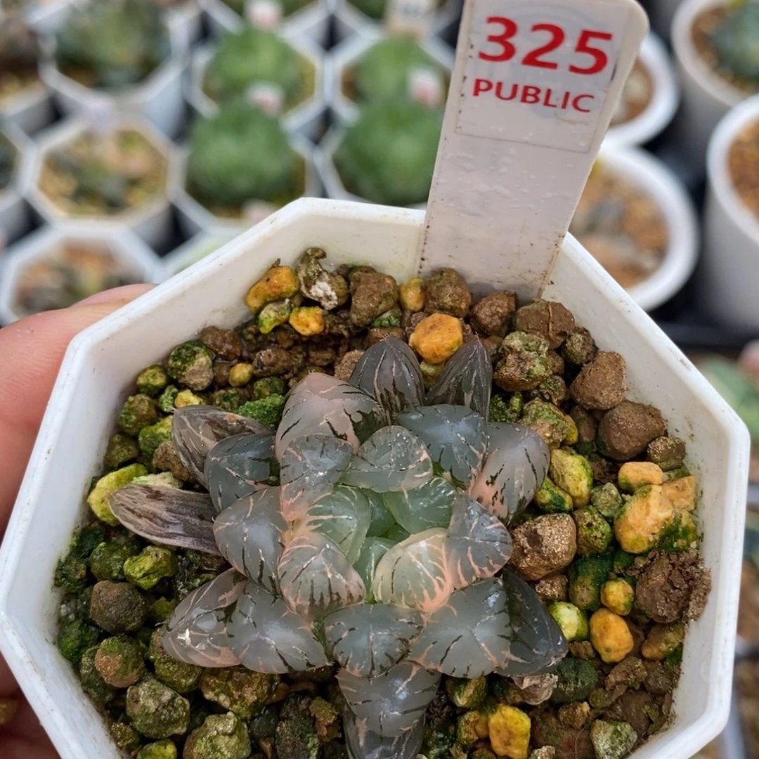 不开花植物325玉露