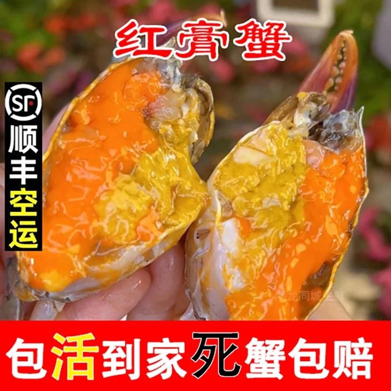 A【顺丰包活到家】发5只母蟹红膏蟹红鲟青蟹海蟹带蟹膏蟹黄每只2-3两
