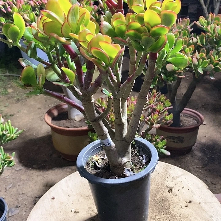 栀*花18元黄金花月