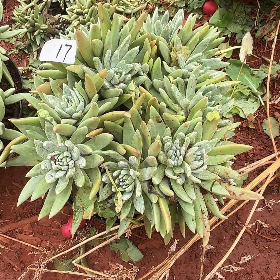 晓***肉3代杂交仙女杯多肉。