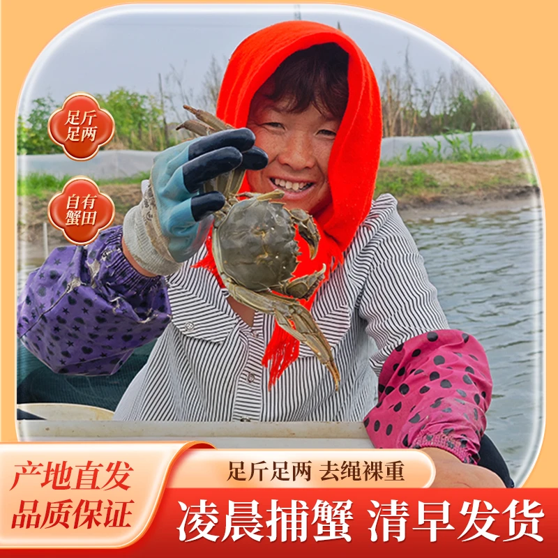 【活蟹】河蟹母蟹1.8-2两6只10只鲜活现货螃蟹