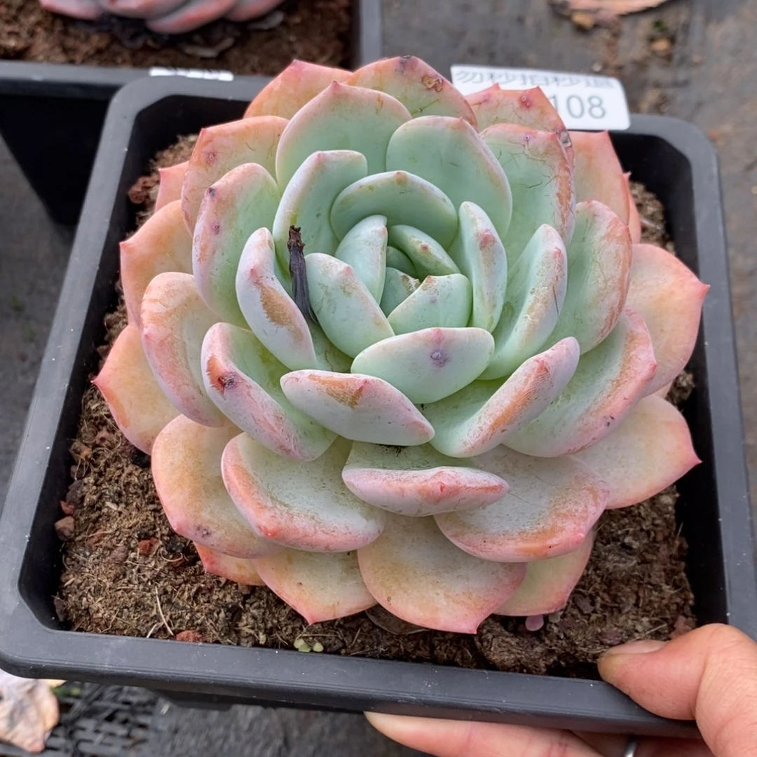夏悦多肉918-108凤橙