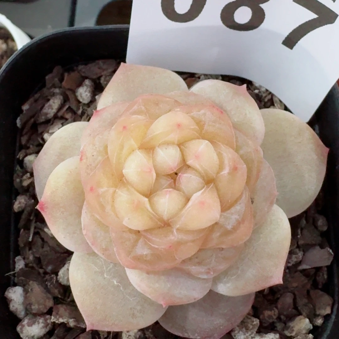 绒霜         精品多肉