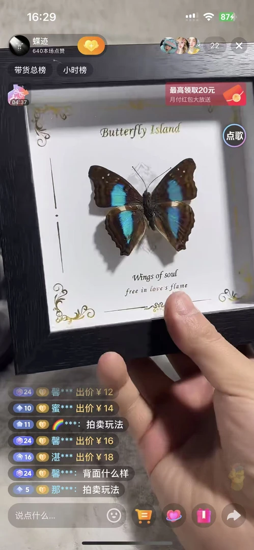 蓝带容相框精美蝴蝶标本