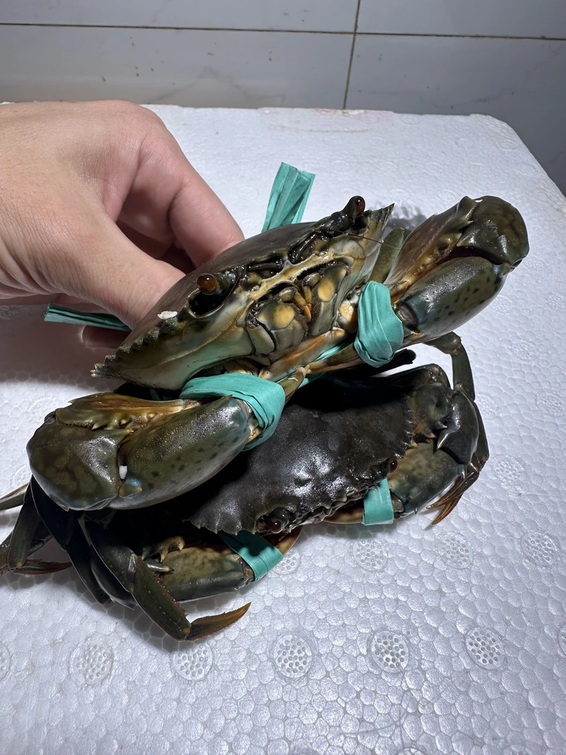 北部湾红树林鲜活5只腌仔蟹每只净重100 - 140g顺丰包邮