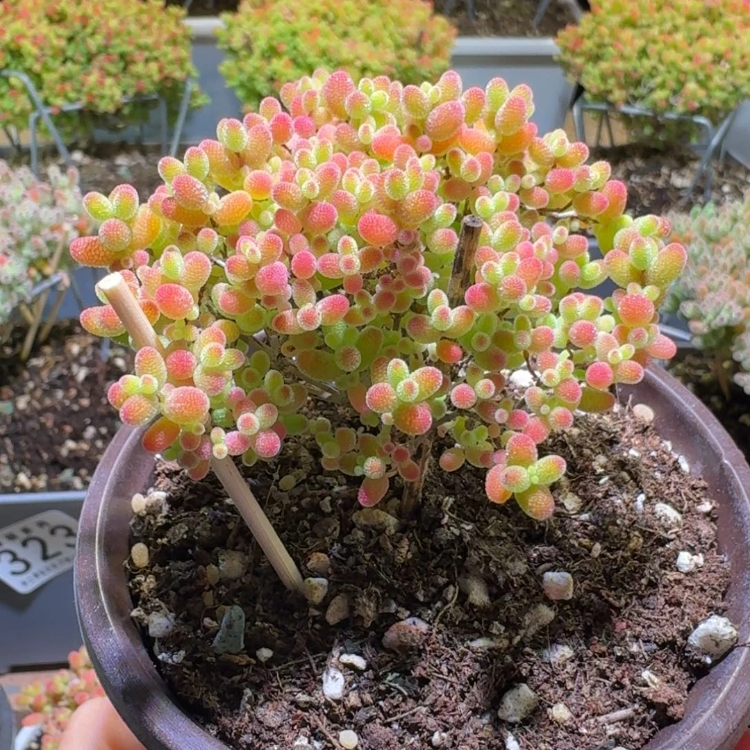 蜜橘糖球枝干番杏329