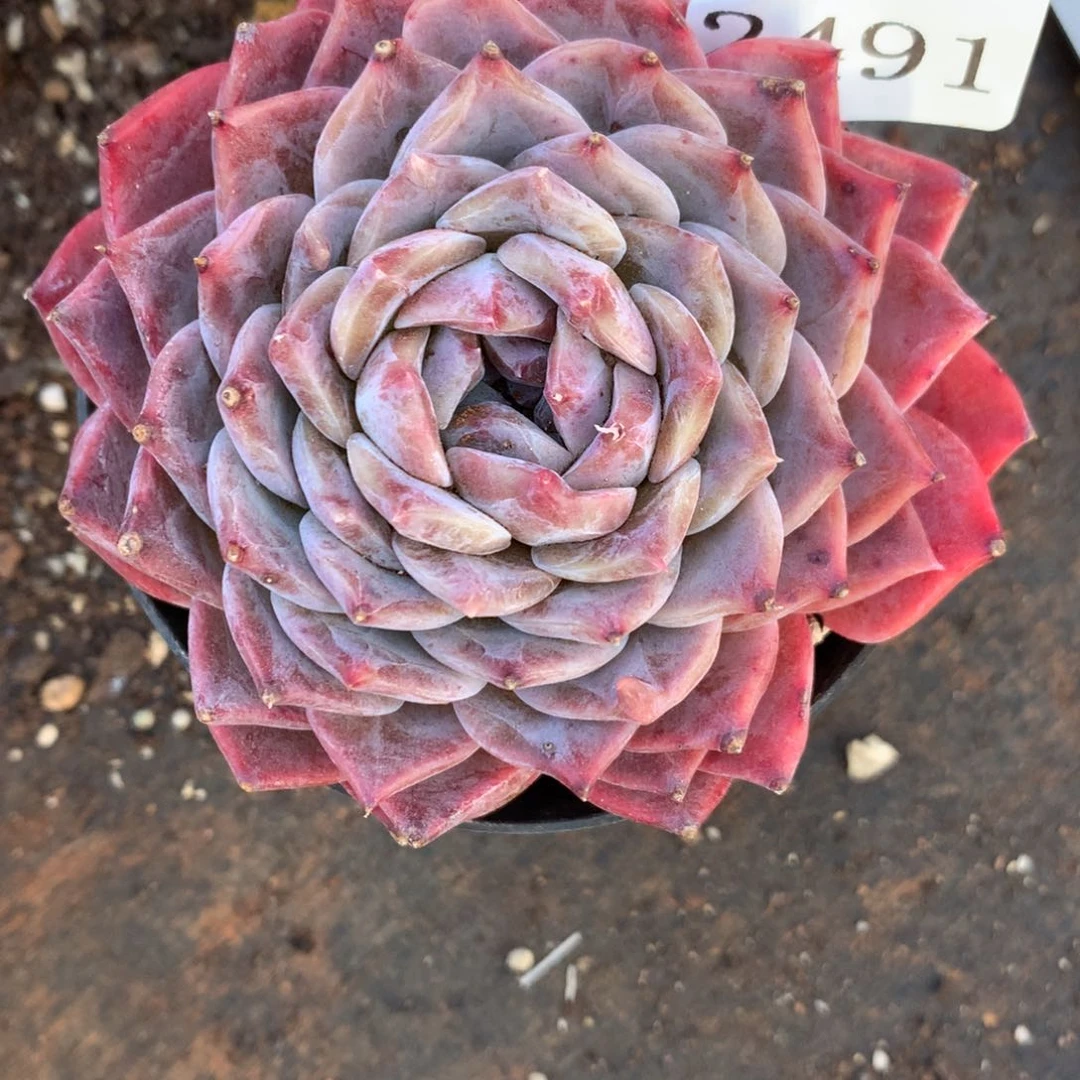 2491杂交精品基地9厘米