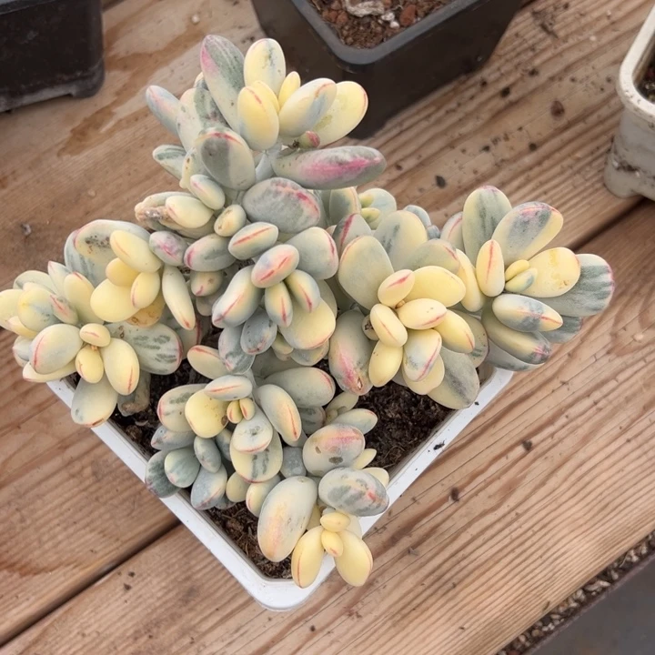 无花朵龅牙怪福娘锦无砍