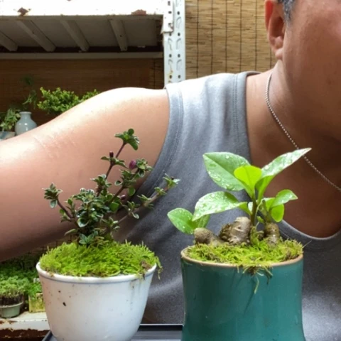 红陶一物一拍所见即所得200