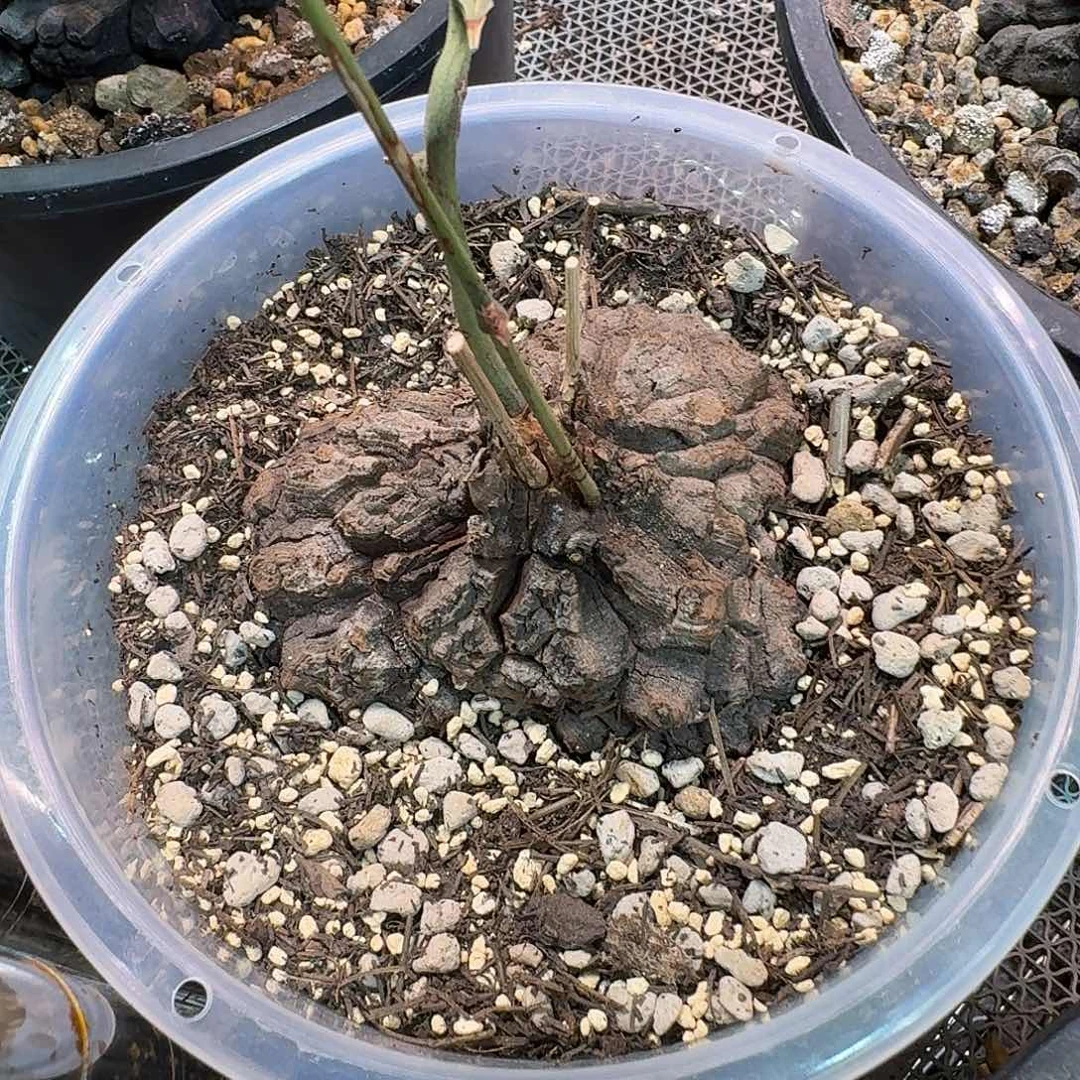 墨西哥龟甲龙5年多