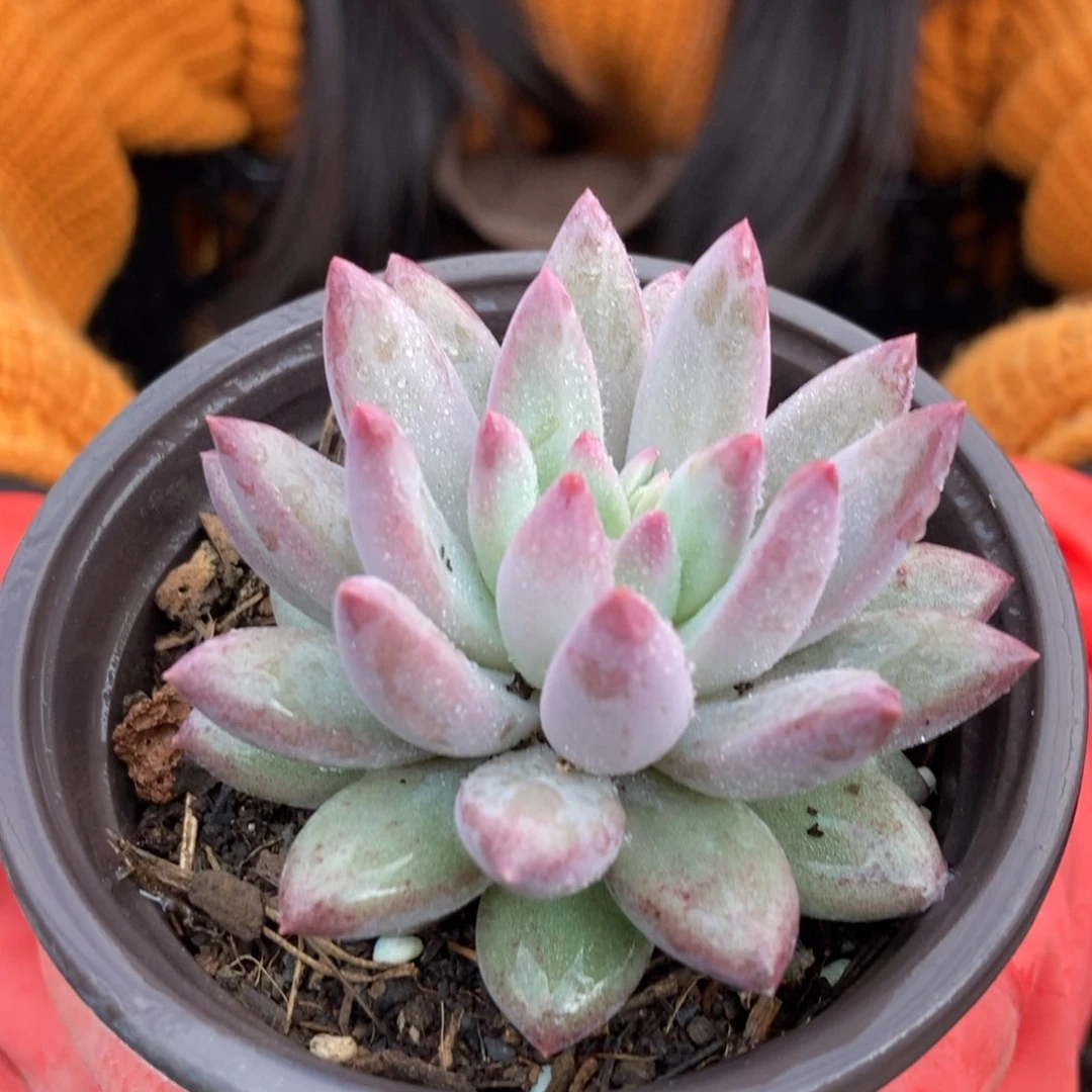 12.100虞美人单头两颗随机发货正版