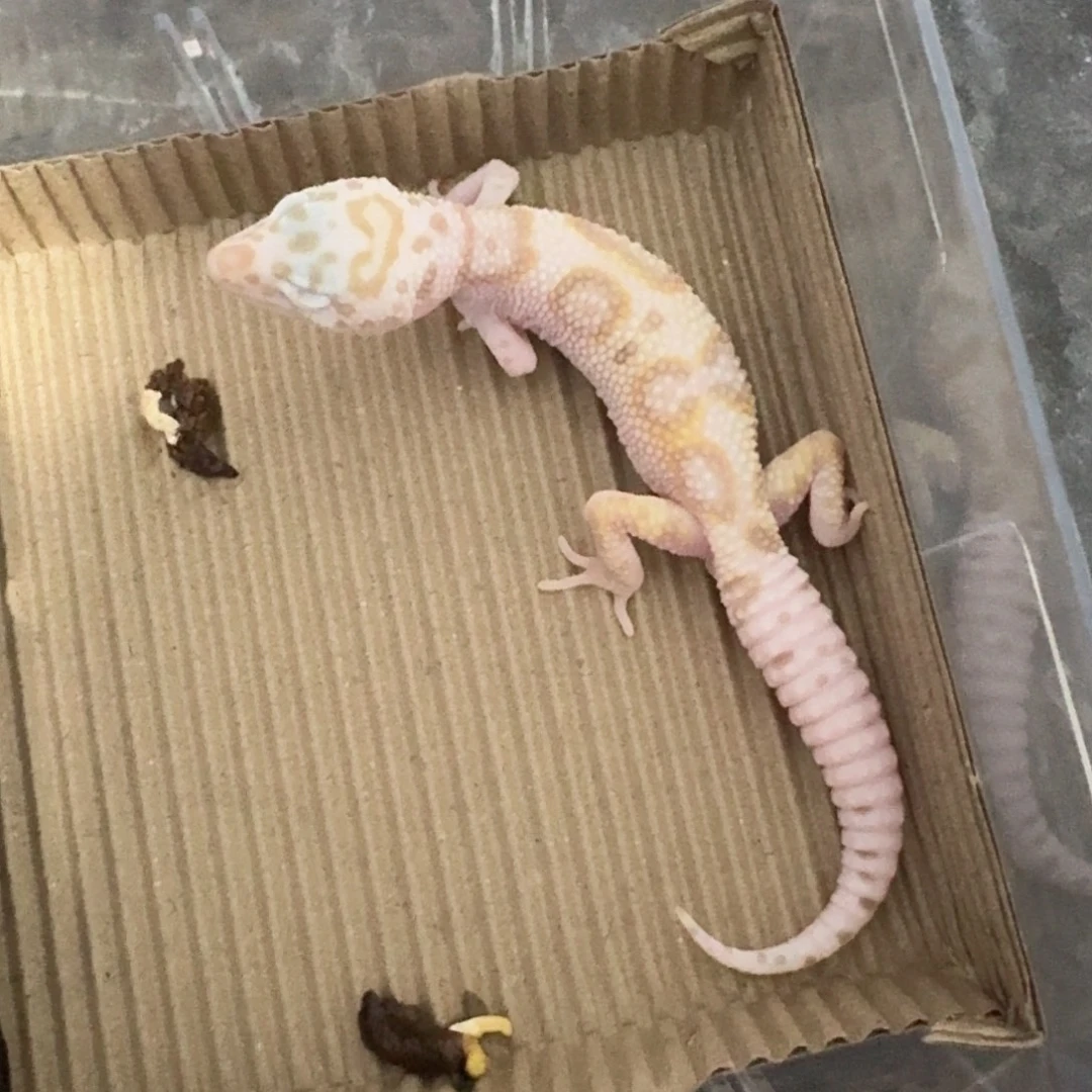 豹纹守宫白黄蜡笔红眼暴龙迷公