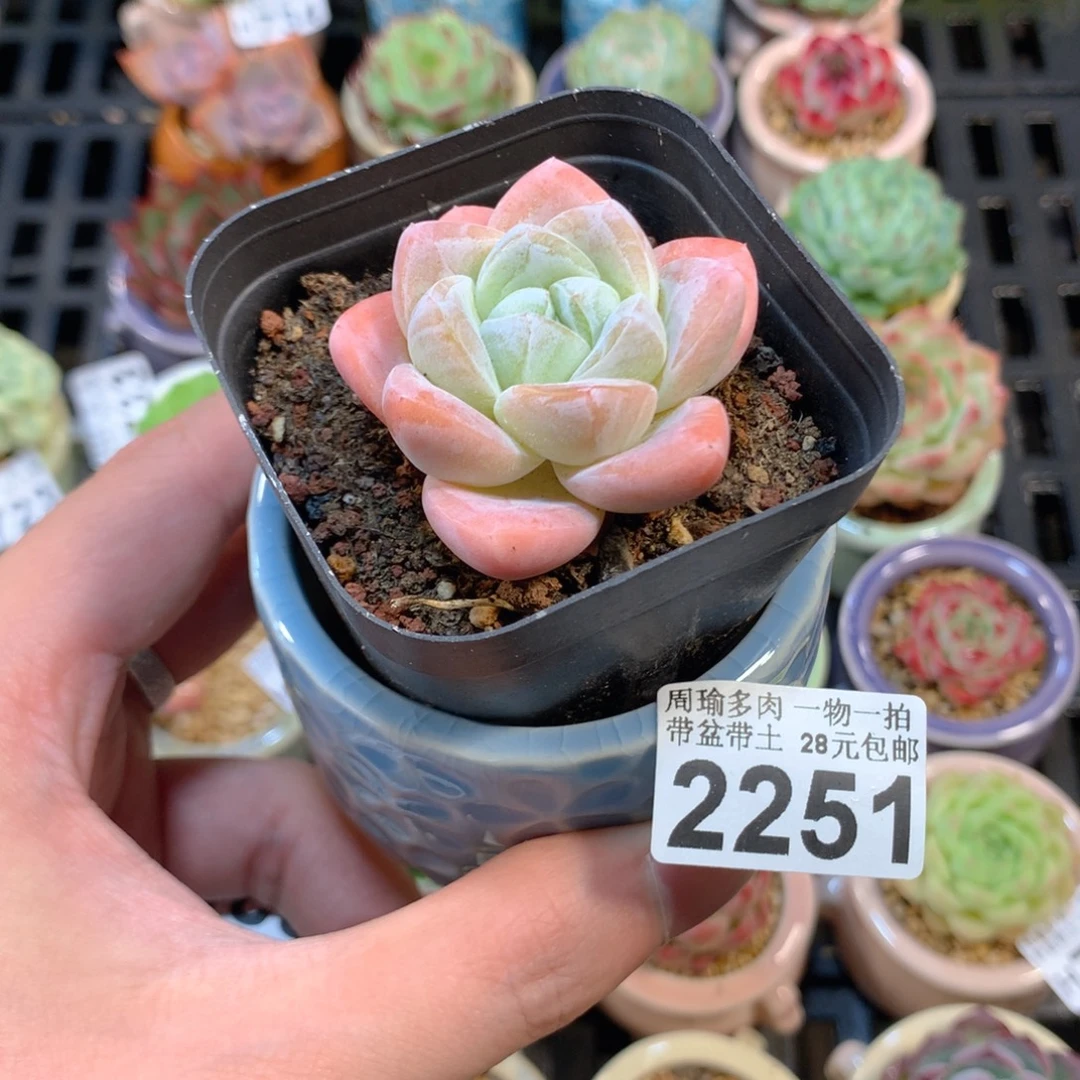 5厘米盆精控多肉2251