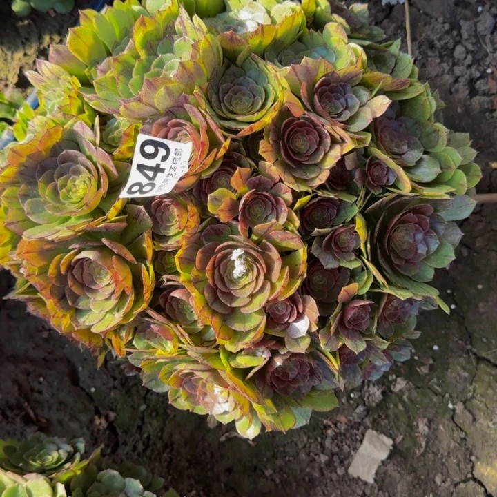 拉丝花27-43包邮花花