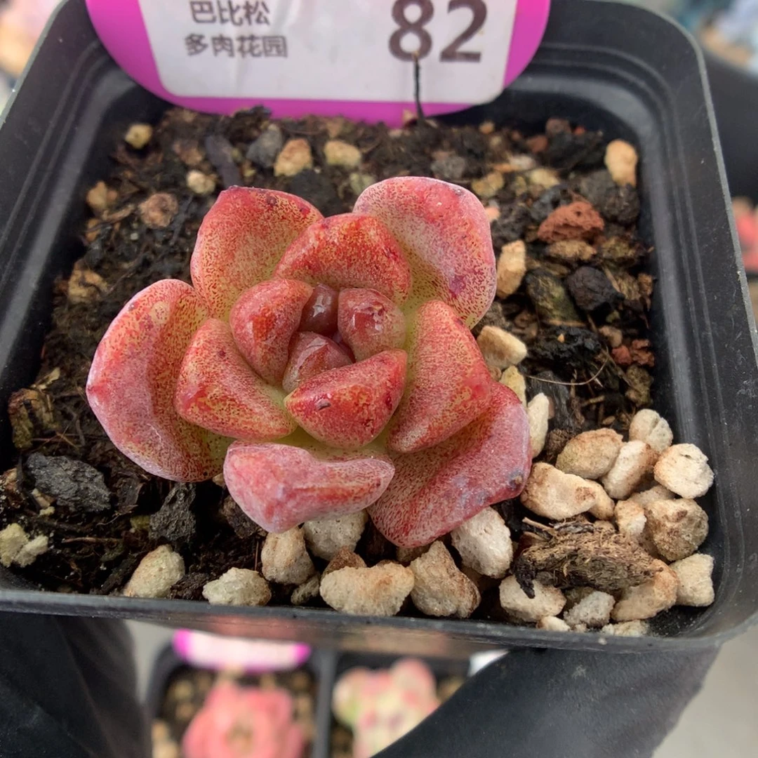 82 冰玉石化多肉多肉